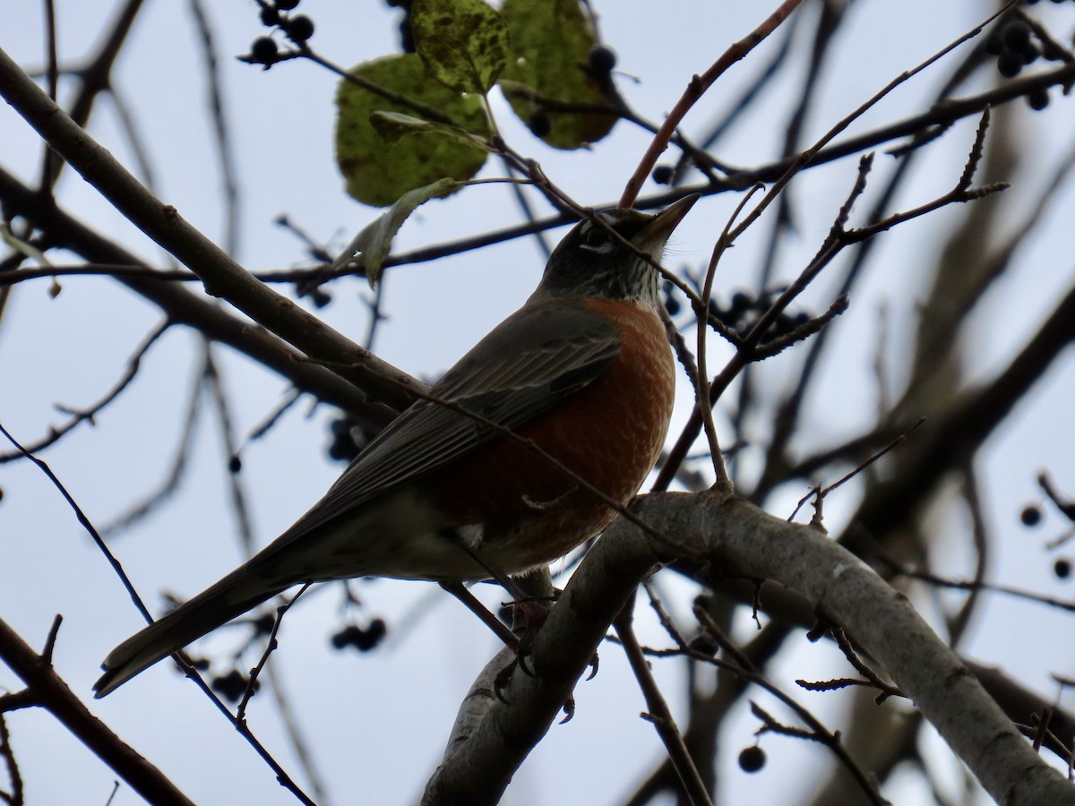 American Robin - ML644894345