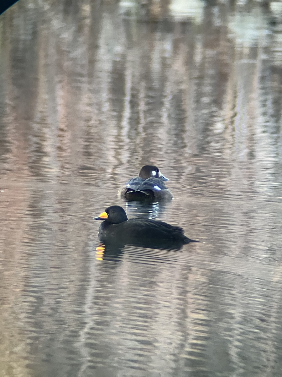 Black Scoter - ML644894351