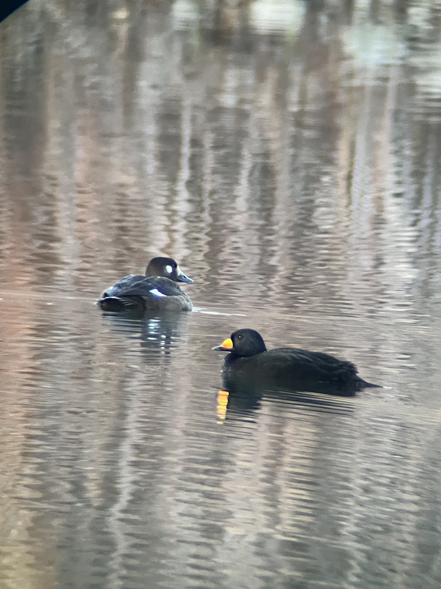 Black Scoter - ML644894352