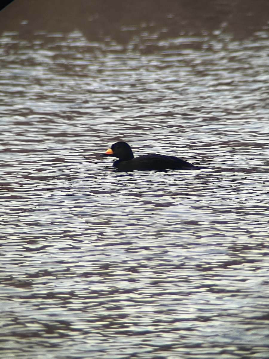 Black Scoter - ML644894356