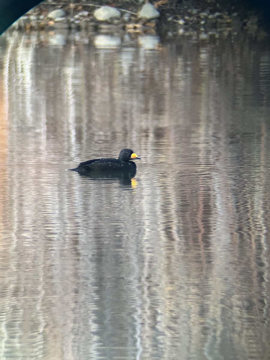 Black Scoter - ML644894357
