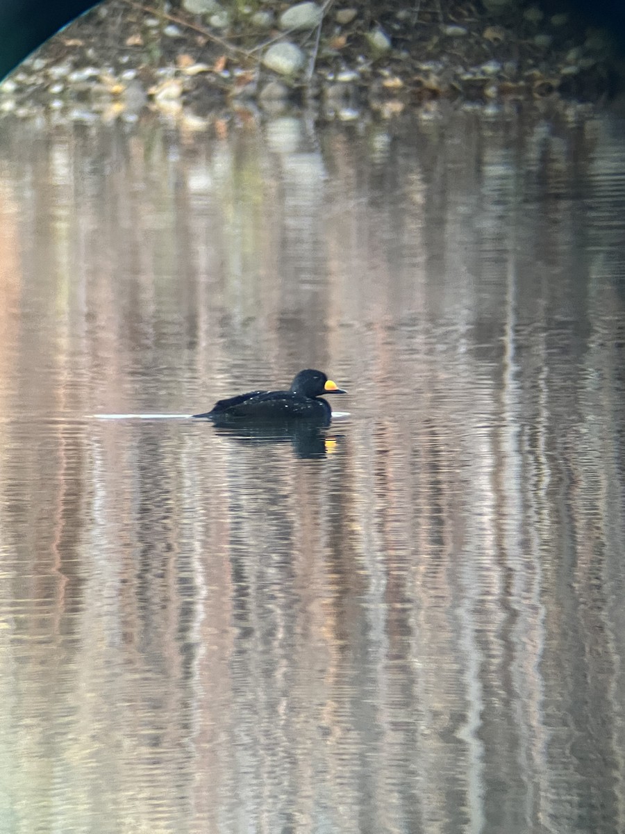 Black Scoter - ML644894358