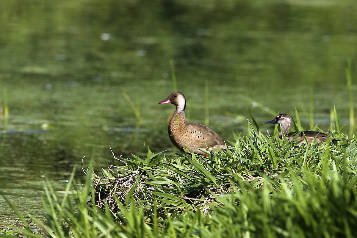 Brazilian Teal - ML644894359