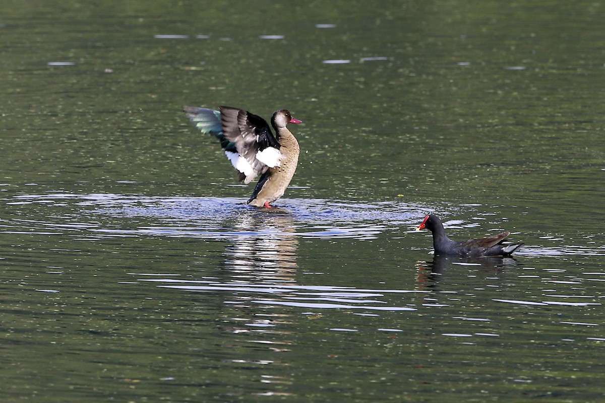 Brazilian Teal - ML644894360