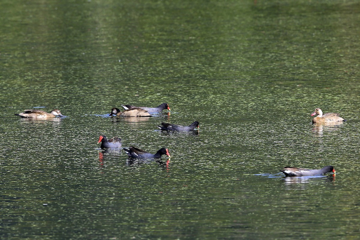 Brazilian Teal - ML644894361
