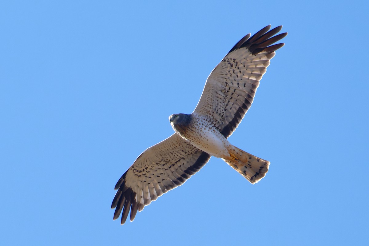 Northern Harrier - ML644894367