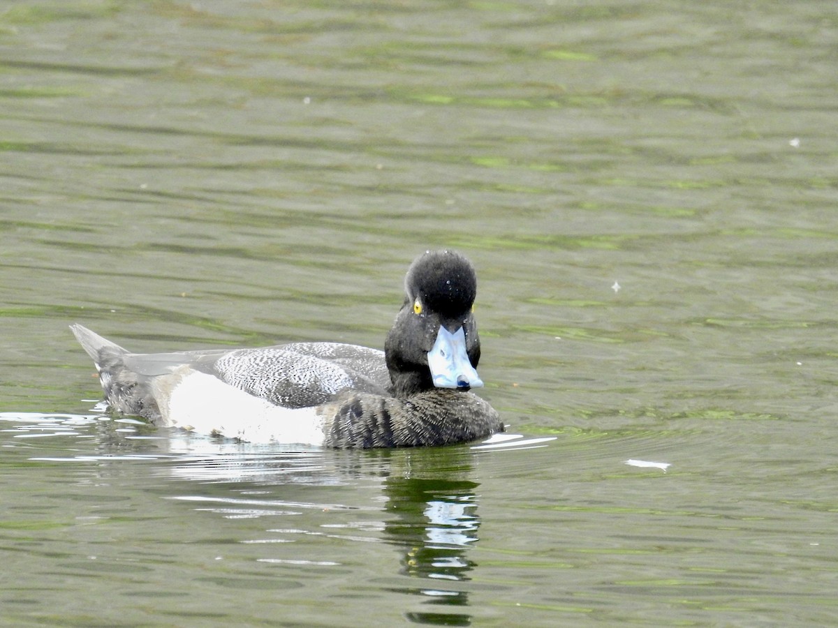 小斑背潛鴨 - ML644894369