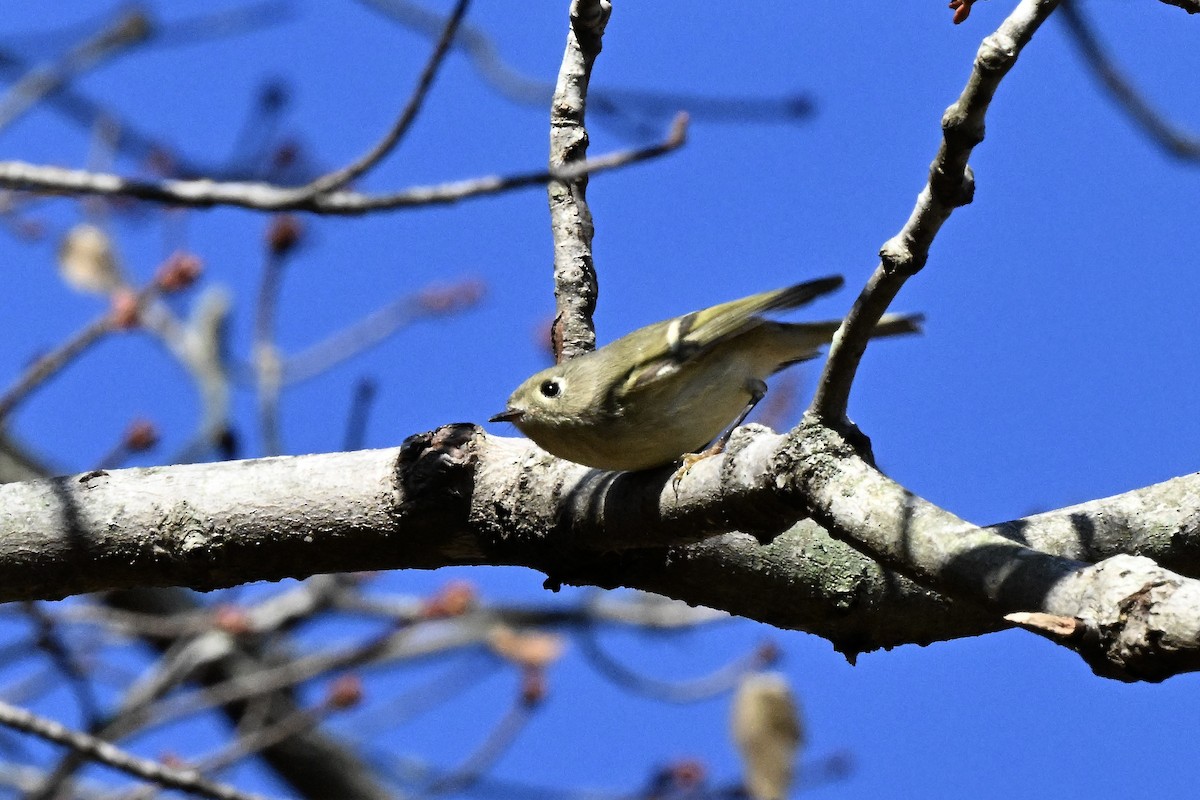 ルビーキクイタダキ - ML644894390