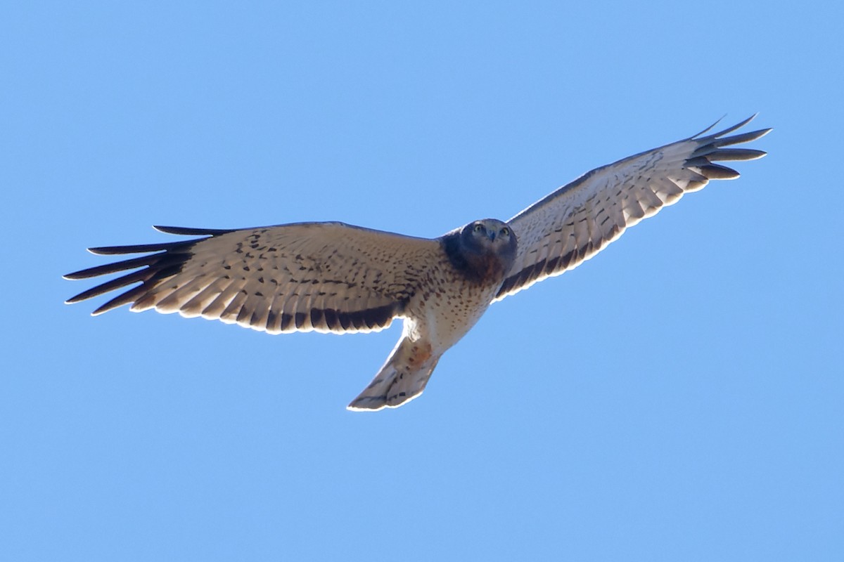Northern Harrier - ML644894396