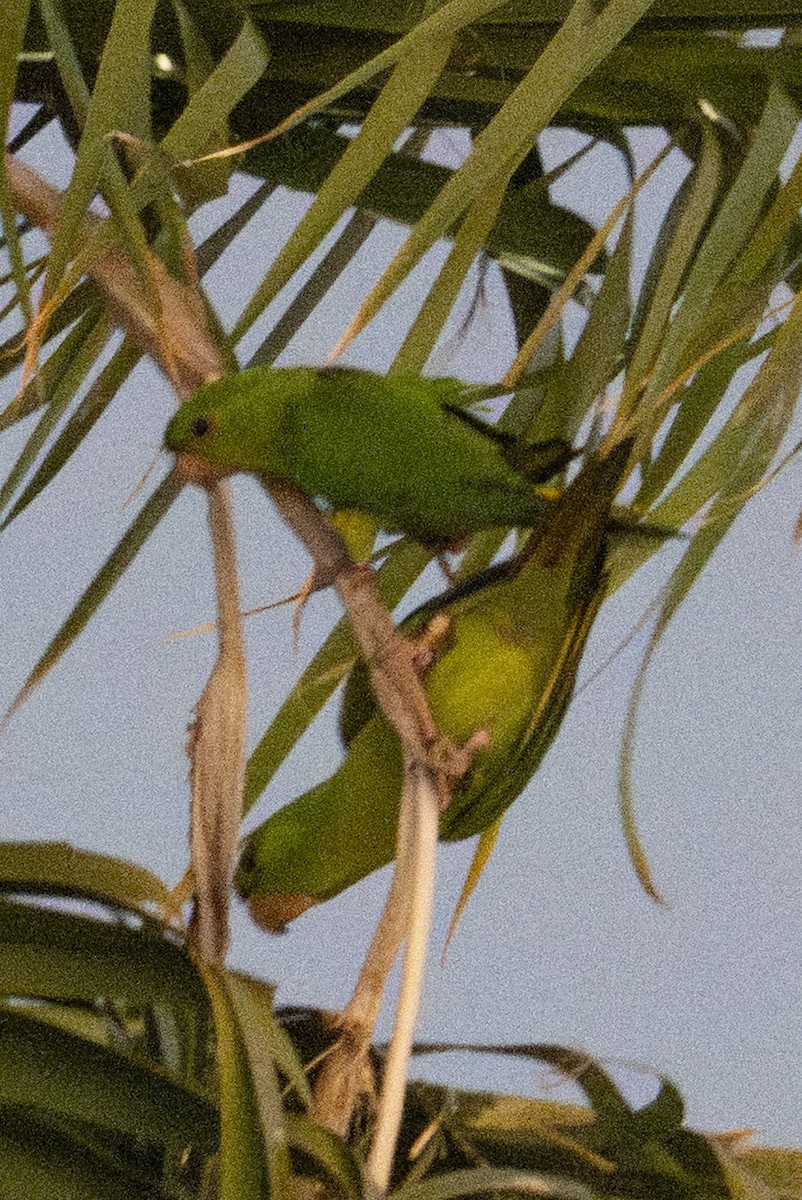 Green Parakeet - ML644894398