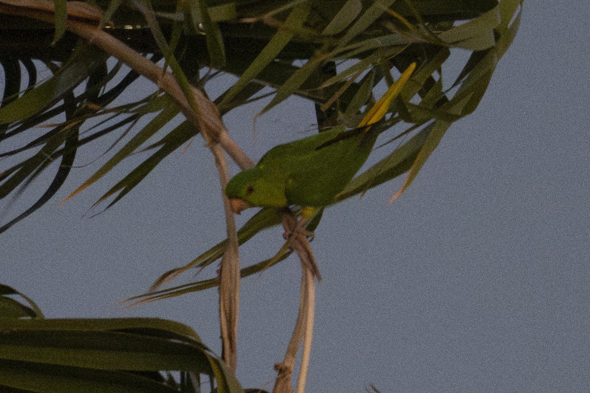 Green Parakeet - ML644894399