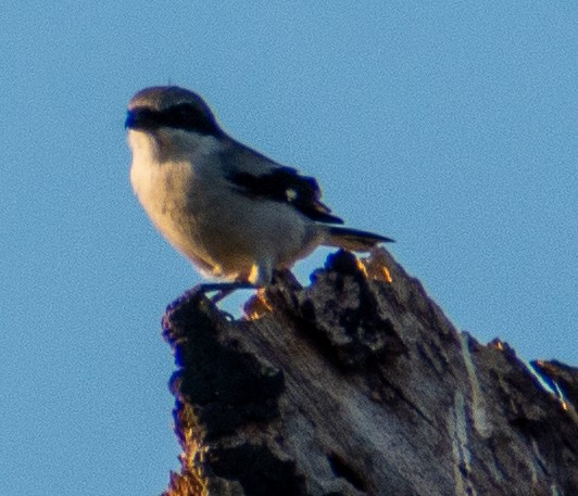 Loggerhead Shrike - ML644894406