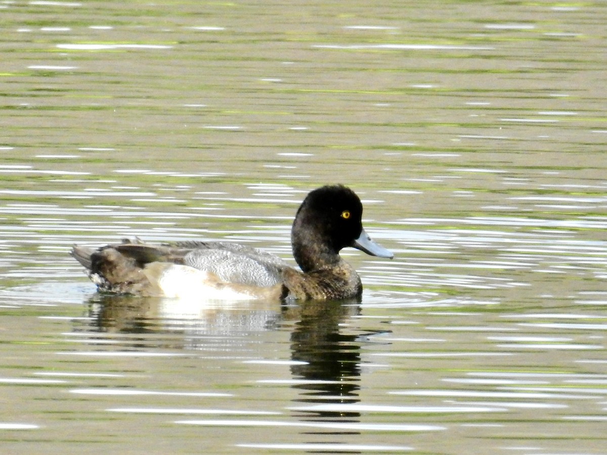 小斑背潛鴨 - ML644894414