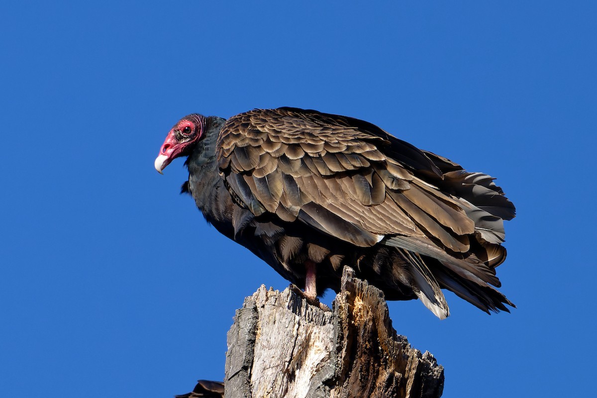 Turkey Vulture - ML644894416