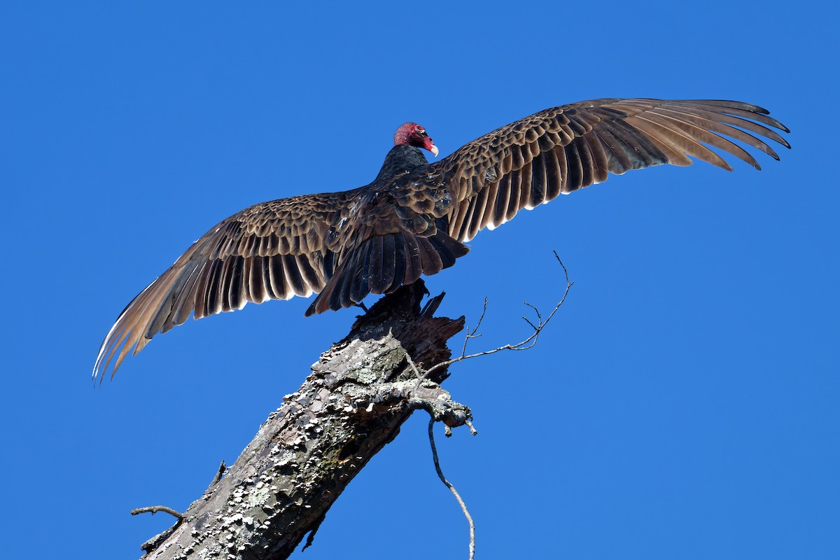 Turkey Vulture - ML644894420