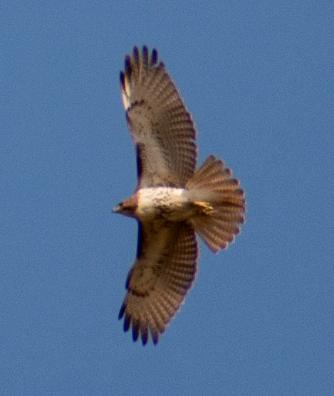 Red-tailed Hawk - ML644894421