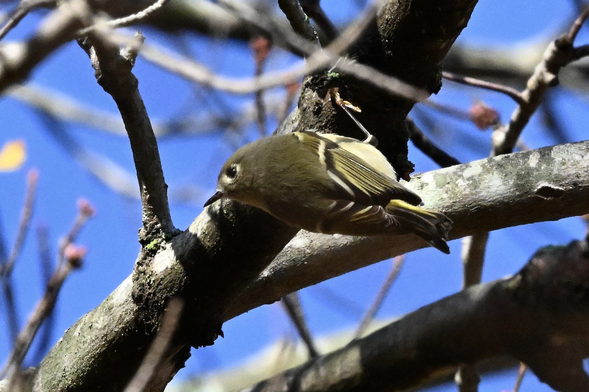 ルビーキクイタダキ - ML644894429