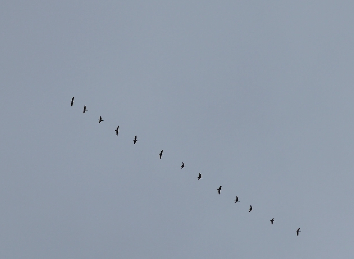 Comb Duck - ML644894431