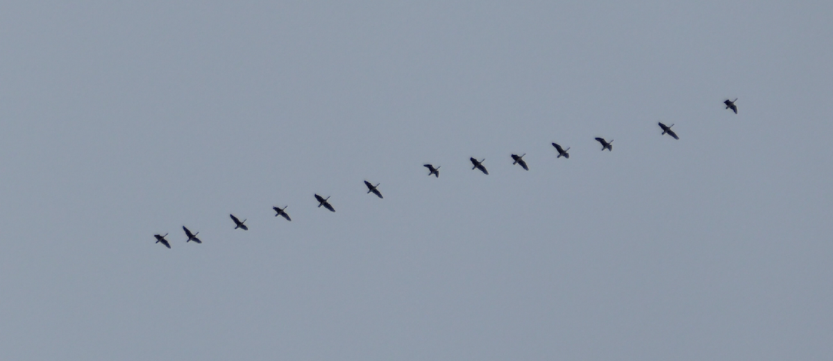 Comb Duck - ML644894432