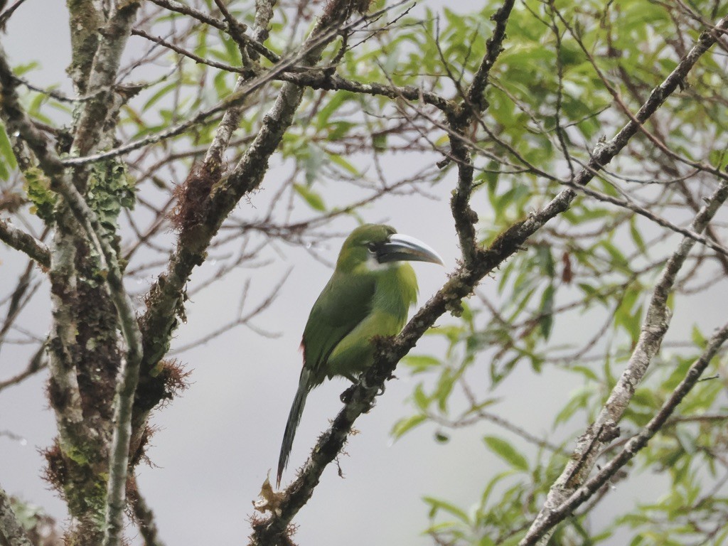 Blue-banded Toucanet - ML644894441