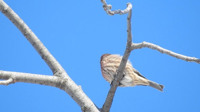 House Finch - ML644894453