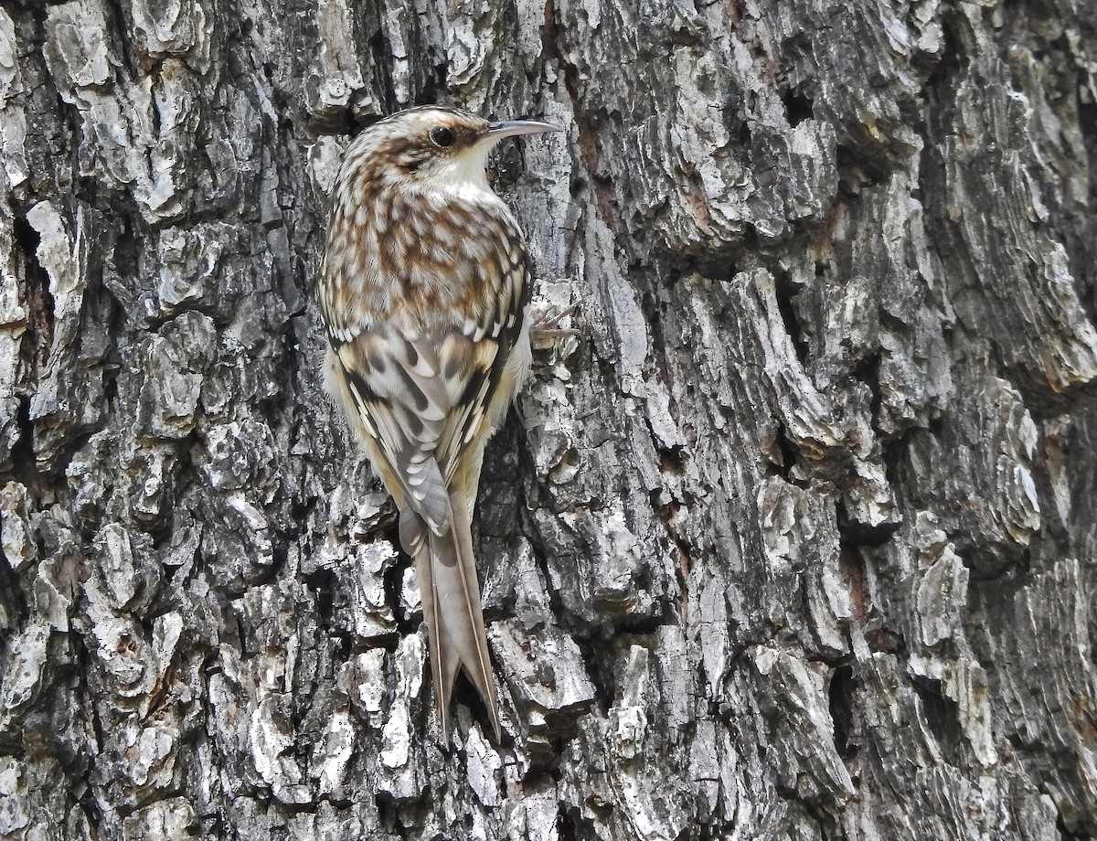 amerikatrekryper - ML644894454