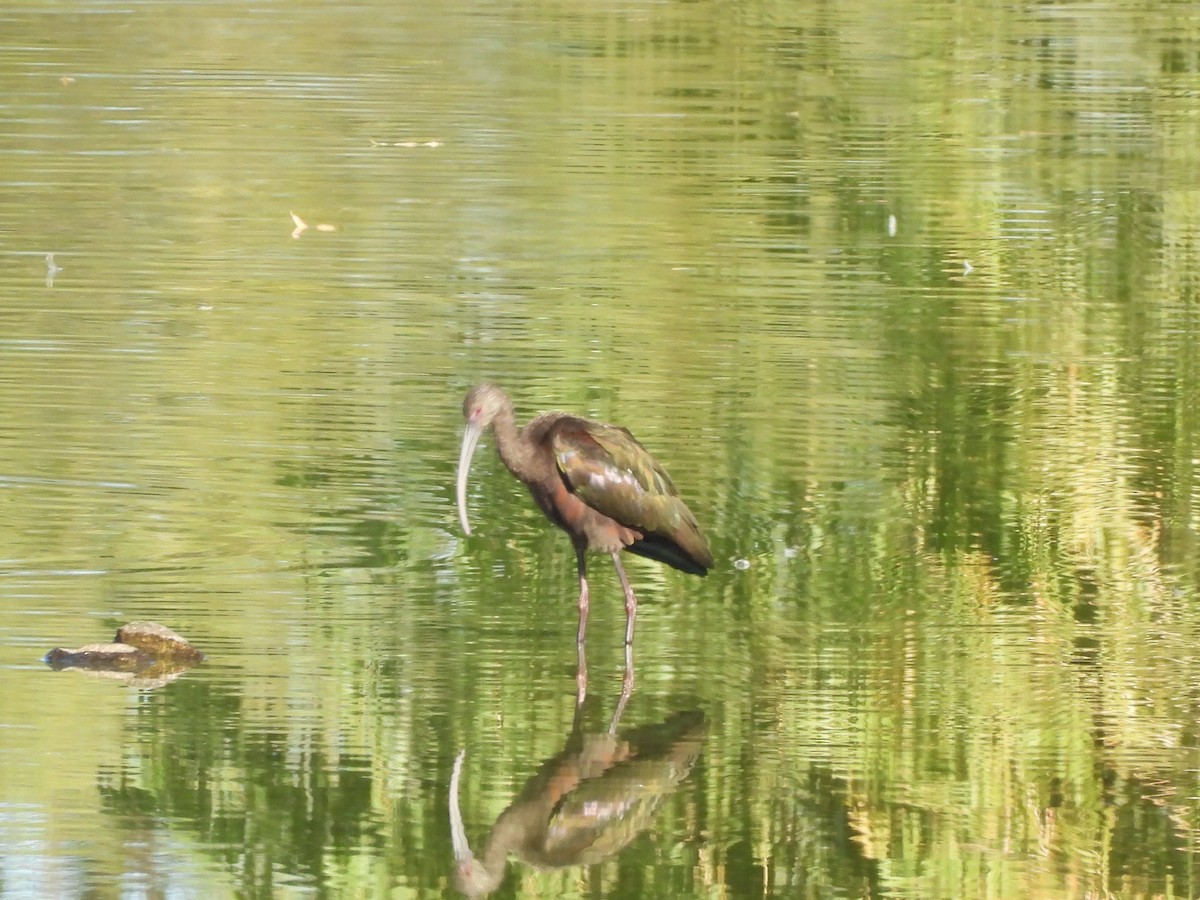 Beltzaran musuzuria - ML644894468