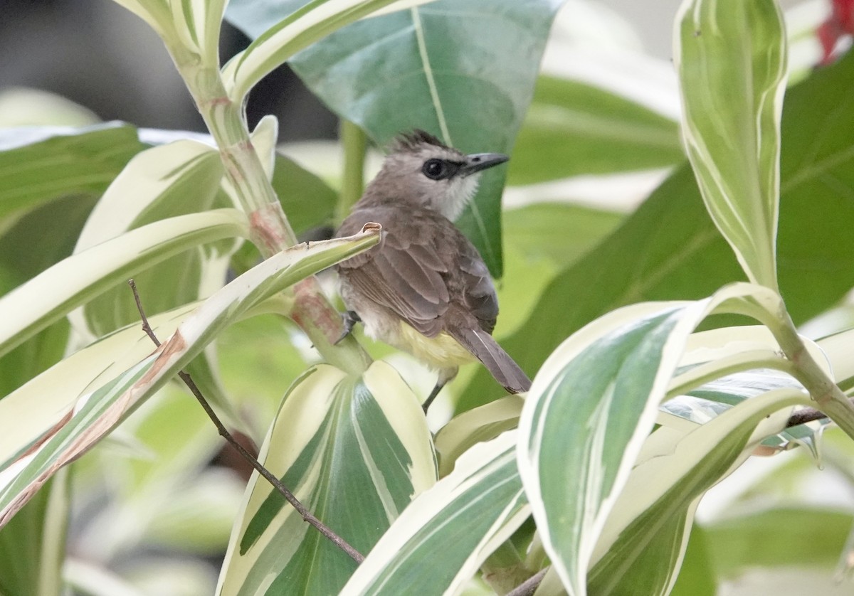 Yellow-vented Bulbul - ML644894470