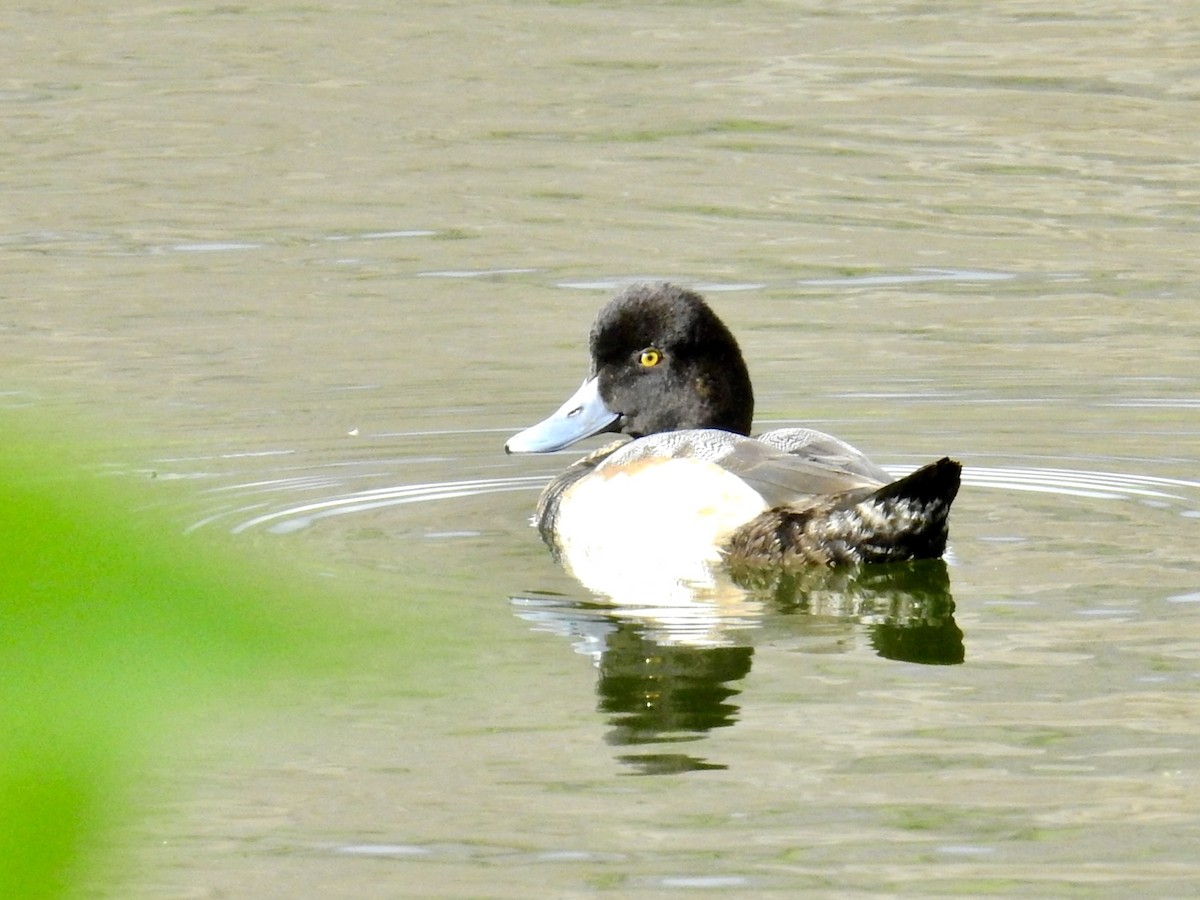 小斑背潛鴨 - ML644894472