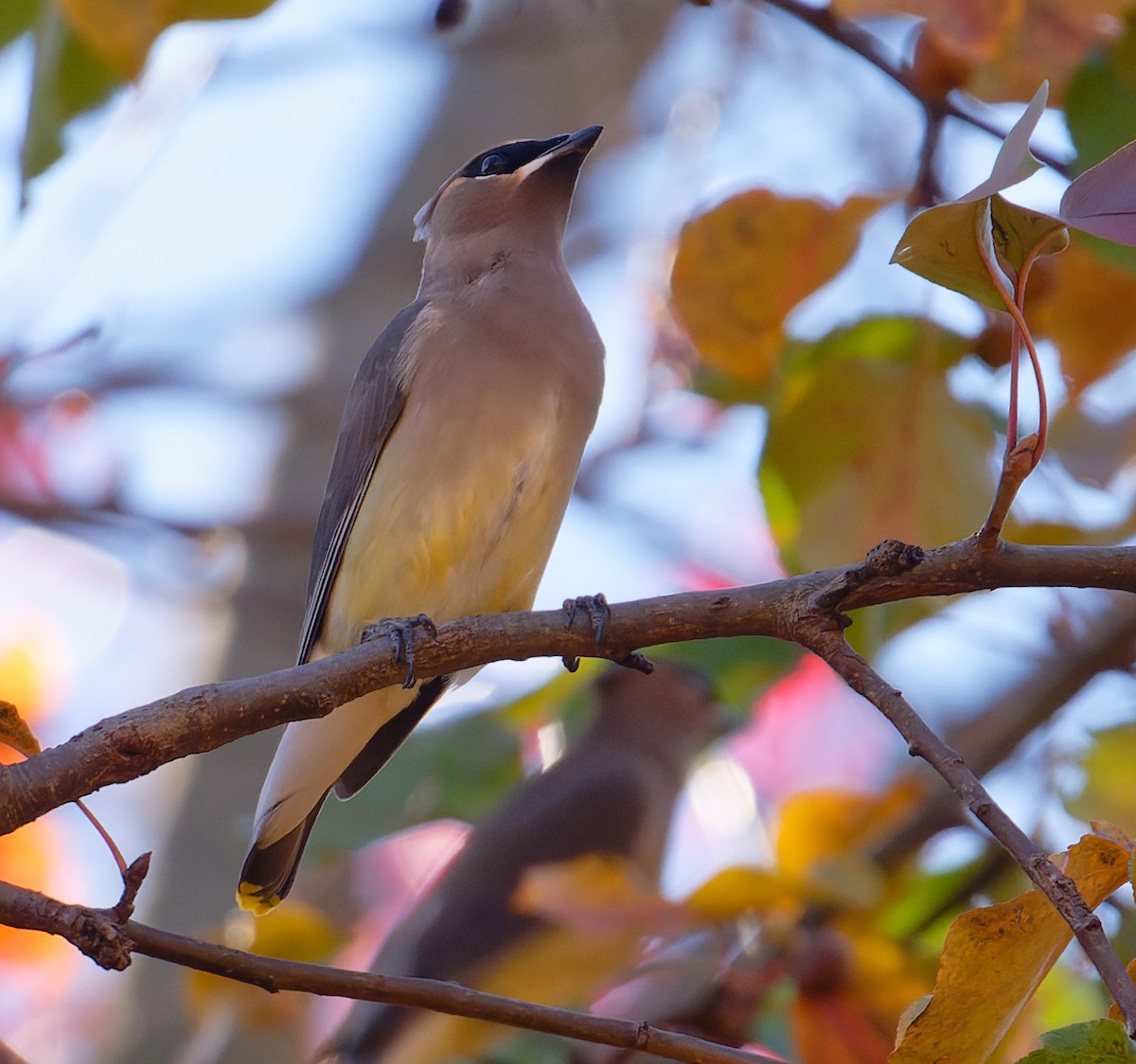 Cedar Waxwing - ML644894484