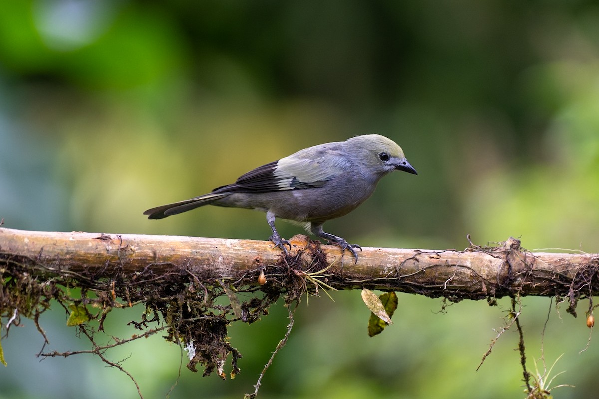 Tangara des palmiers - ML644894485