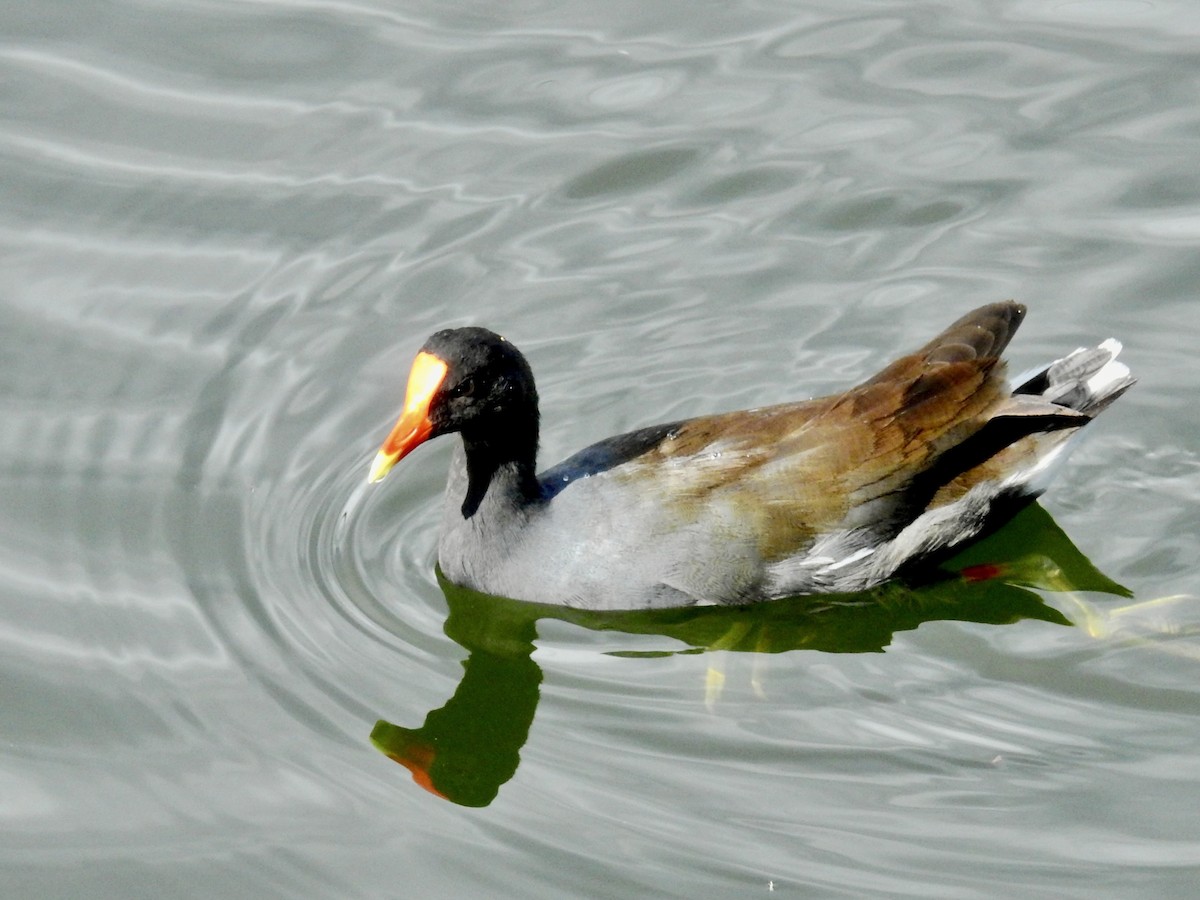 Amerika Sutavuğu (sandvicensis) - ML644894501