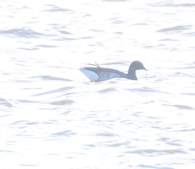 Brant (Pale-bellied) - ML644894511