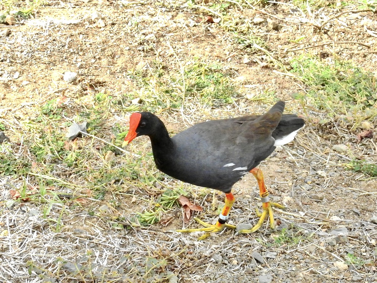 Amerika Sutavuğu (sandvicensis) - ML644894519