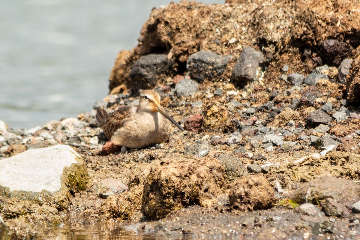 slukovec dlouhozobý - ML644894526