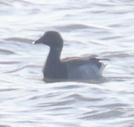 Brant (Pale-bellied) - ML644894543