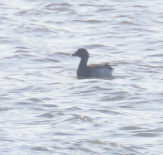 Brant (Pale-bellied) - ML644894544