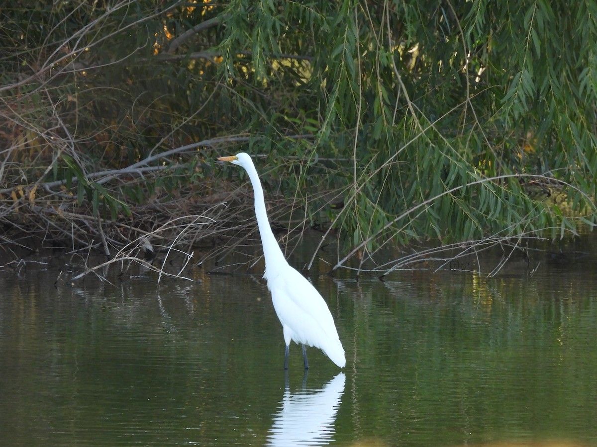 Garceta Grande - ML644894554