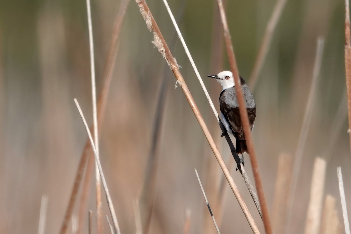 White-fronted Chat - ML644894569