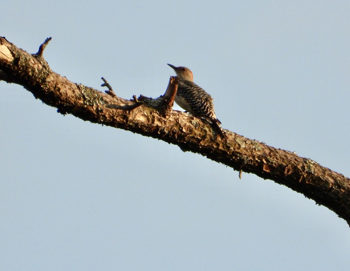 Carpintero de Carolina - ML644894592