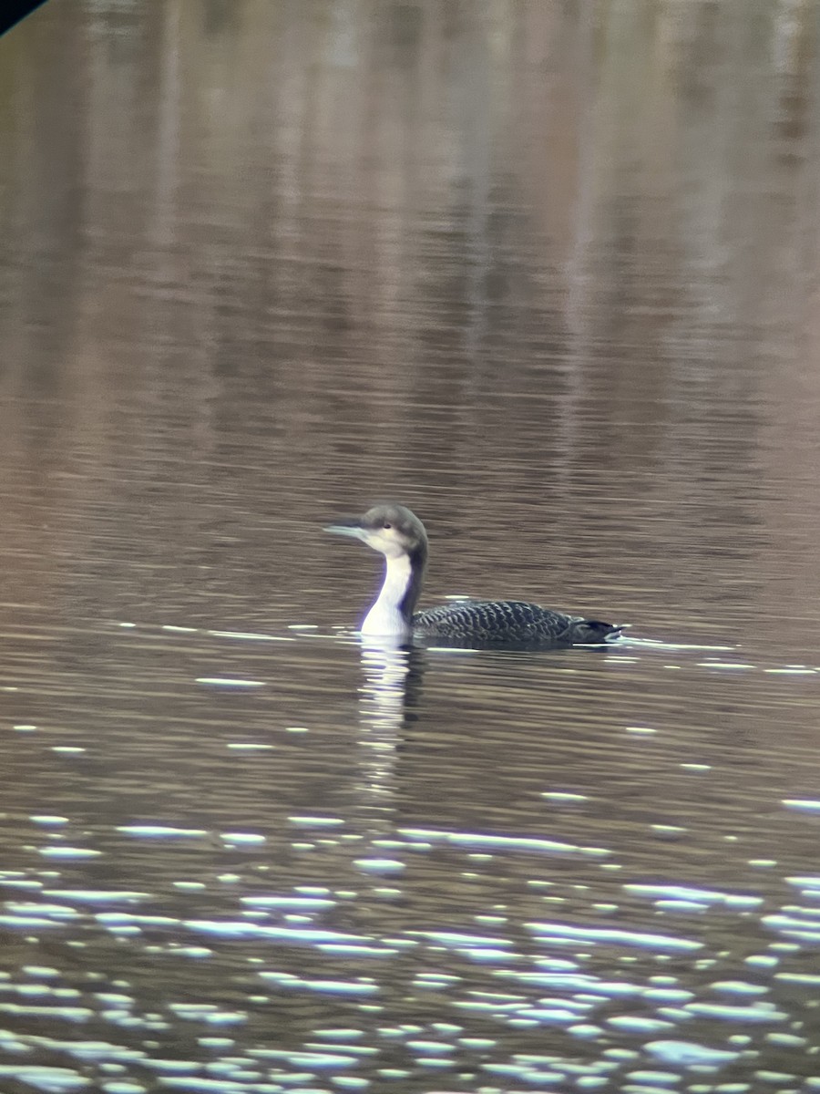Pacific Loon - ML644894601