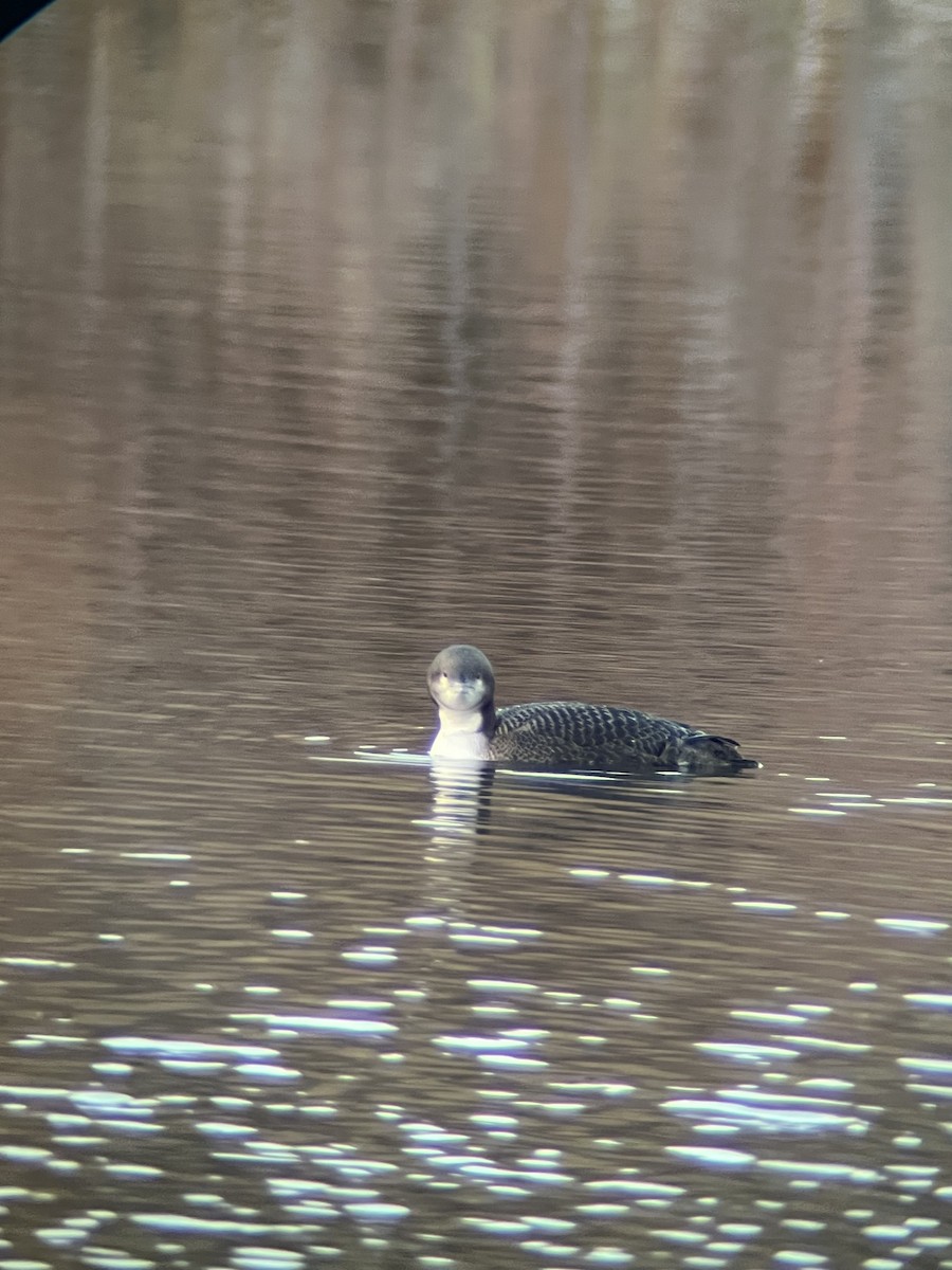 Pacific Loon - ML644894603