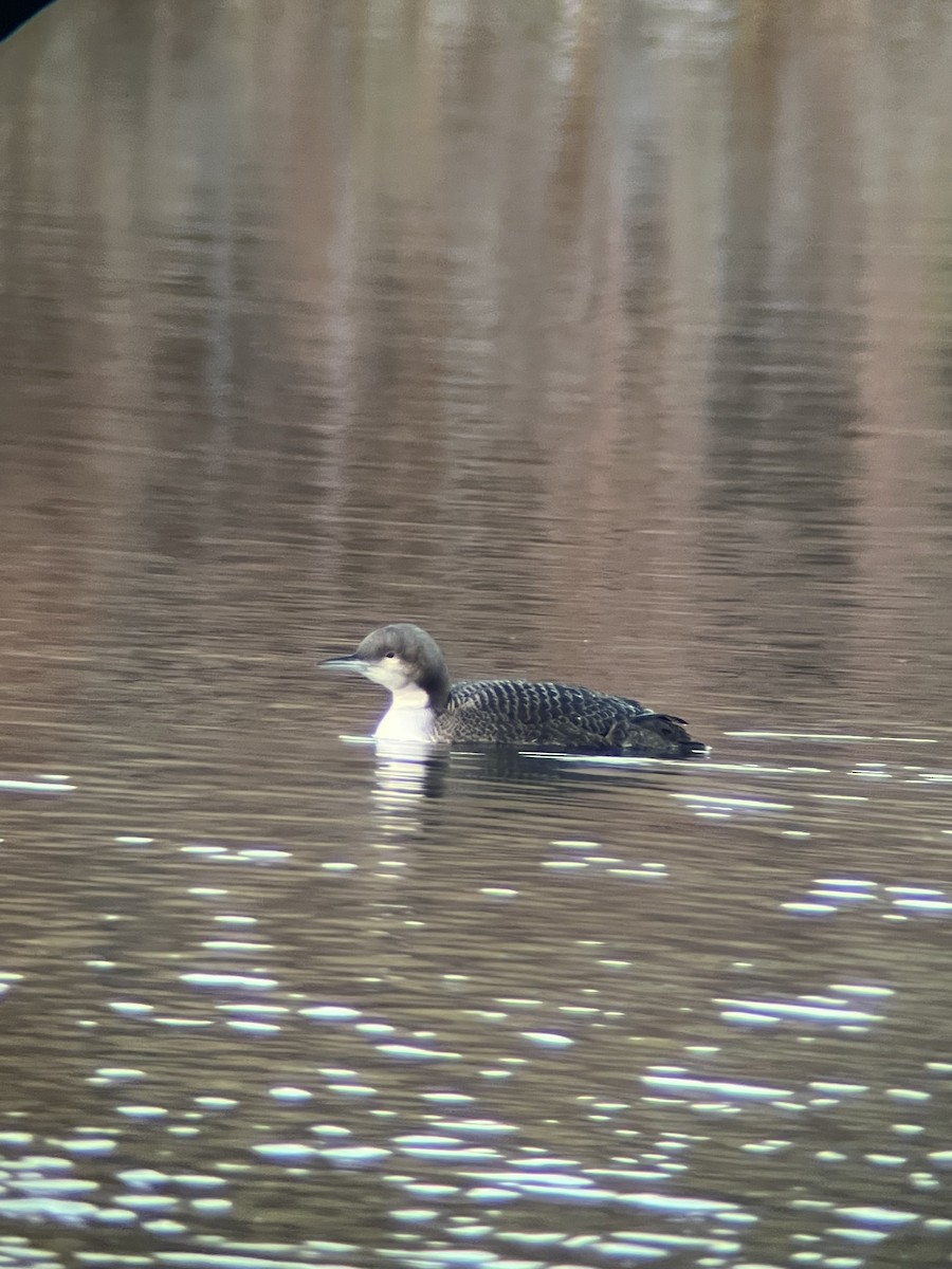Pacific Loon - ML644894604