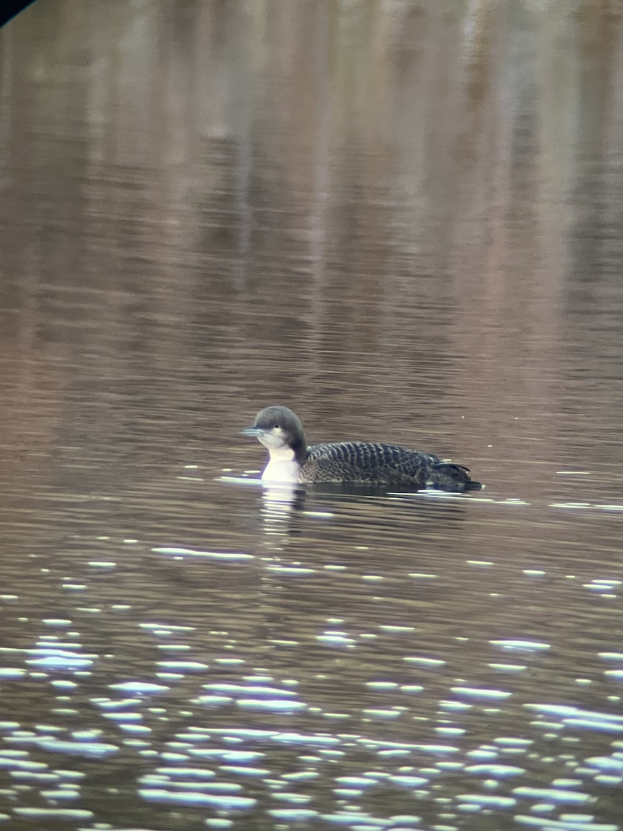 Pacific Loon - ML644894606