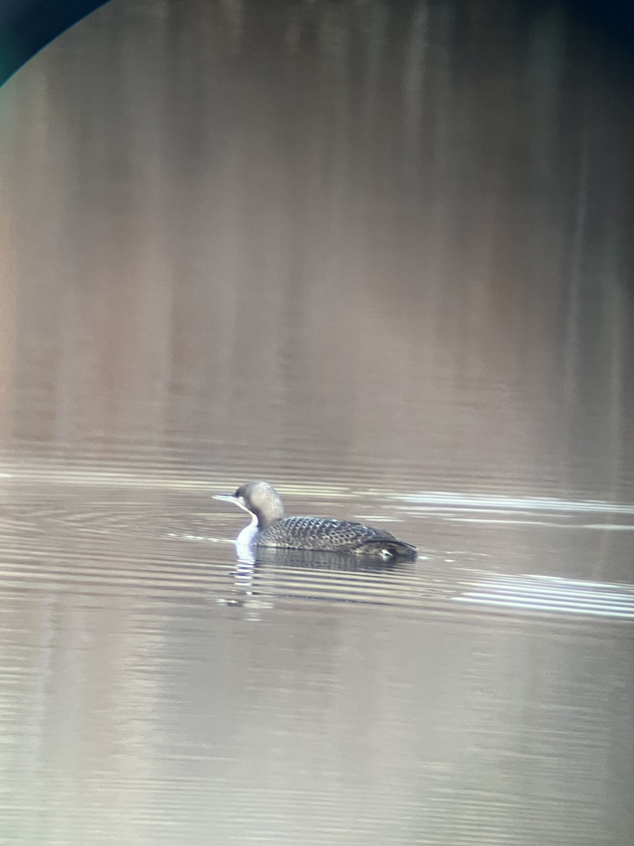 Pacific Loon - ML644894607