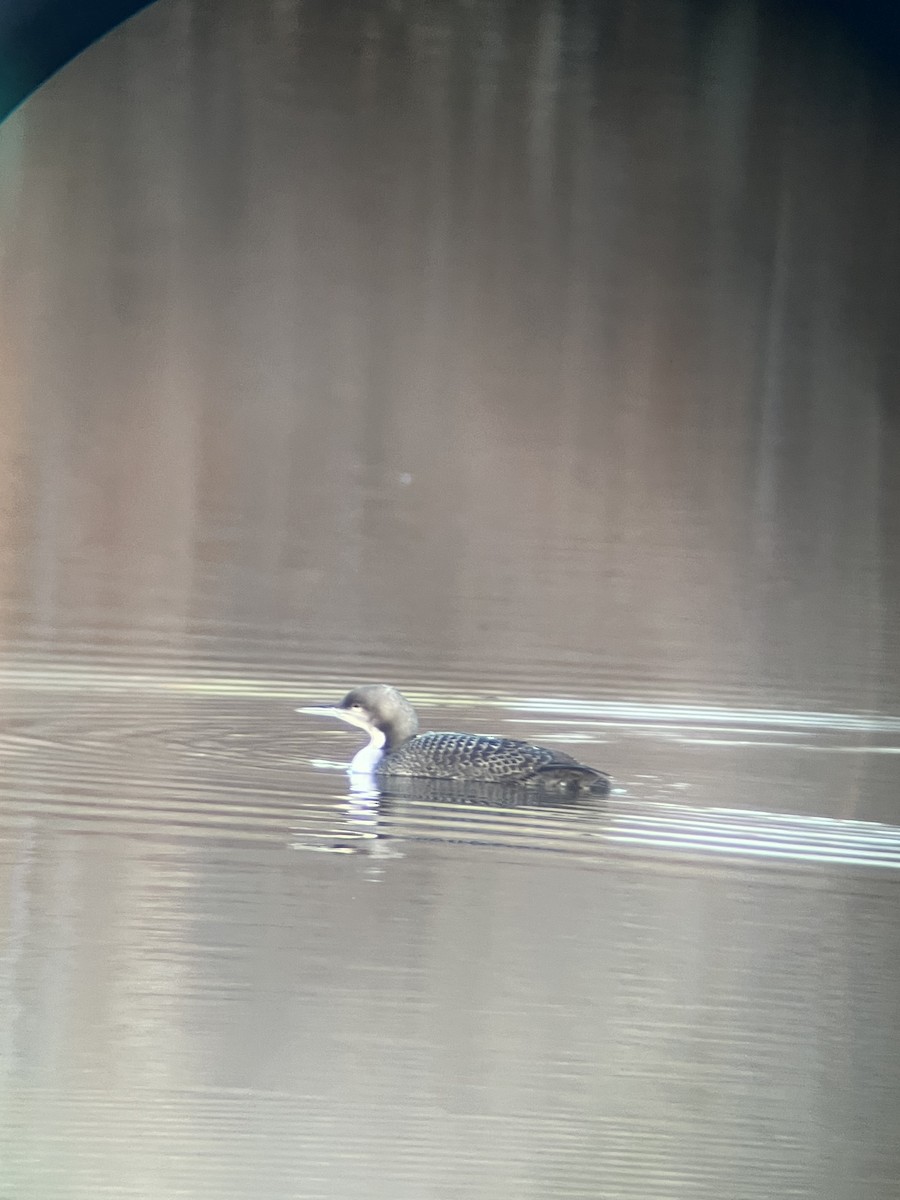 Pacific Loon - ML644894608