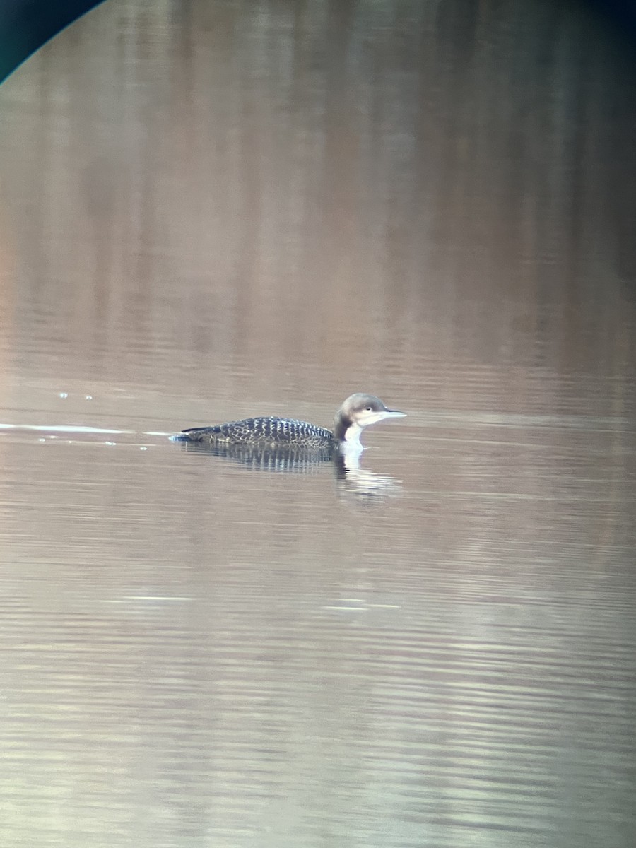 Pacific Loon - ML644894609