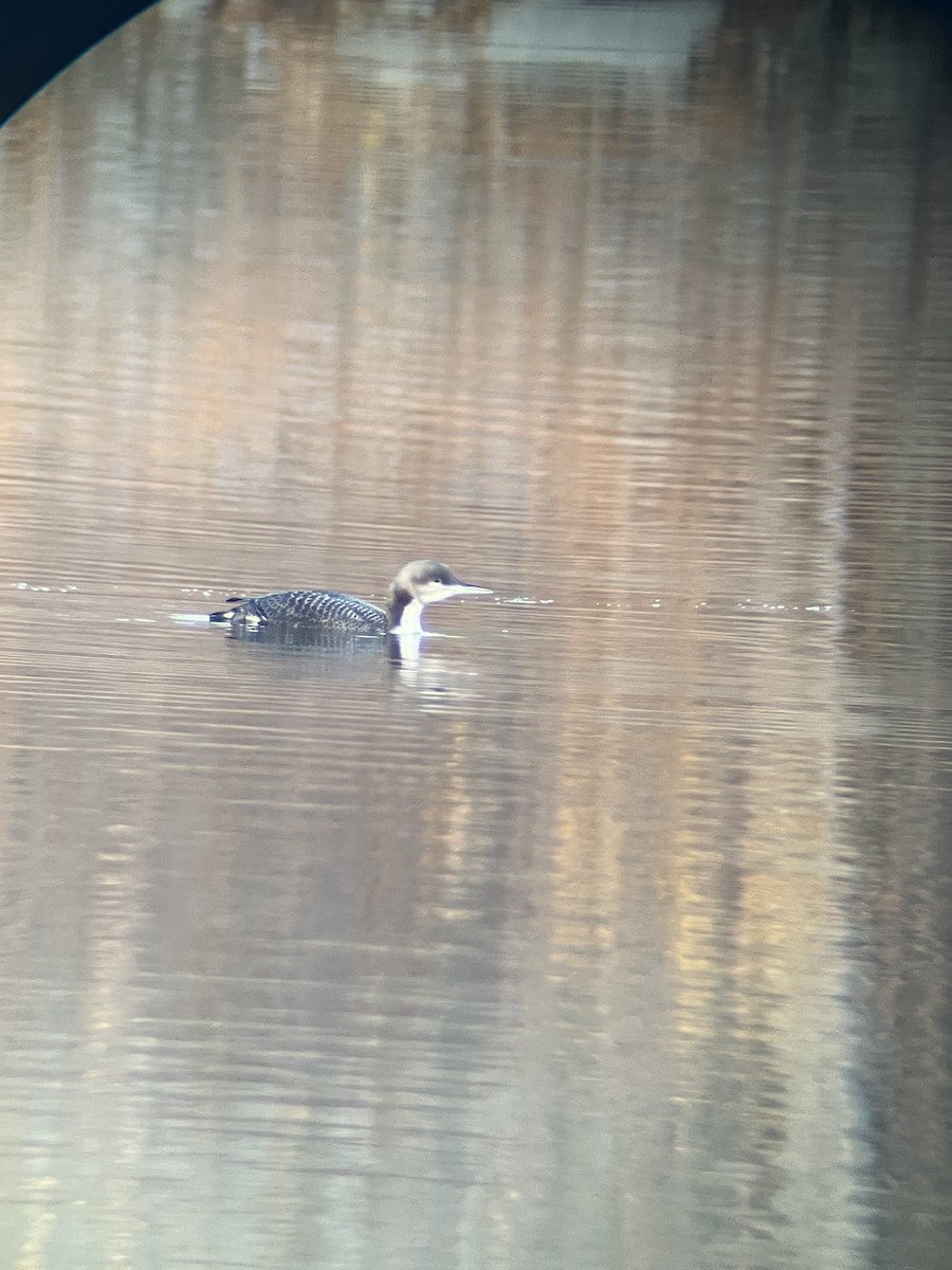 Pacific Loon - ML644894612