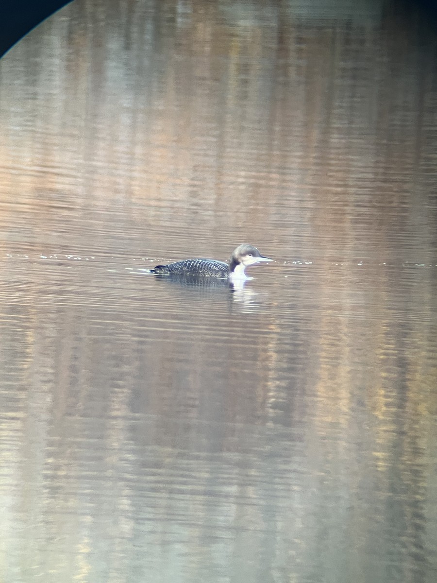 Pacific Loon - ML644894614