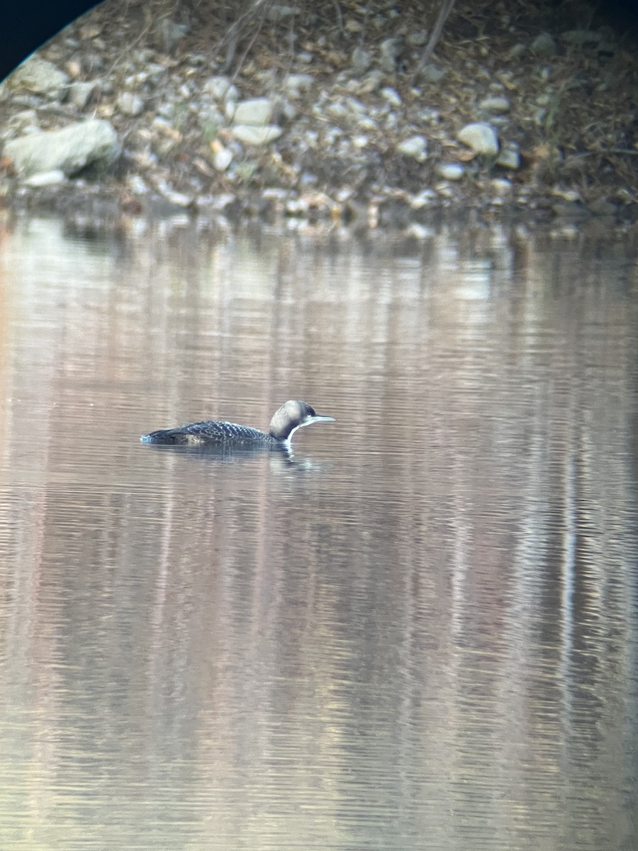 Pacific Loon - ML644894616